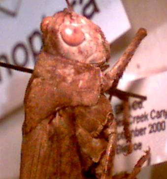 short-horned grasshopper